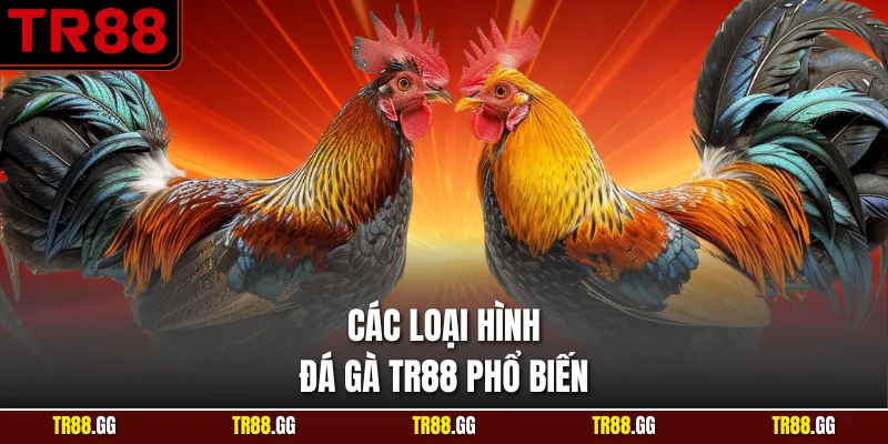Các loại hình Đá Gà TR88 phổ biến