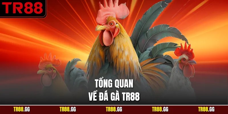 Tổng quan về Đá Gà TR88