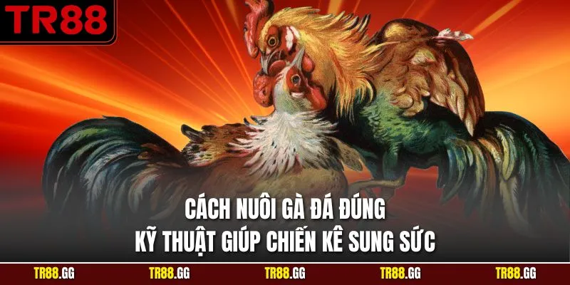 Cách Nuôi Gà Đá Đúng Kỹ Thuật Giúp Chiến Kê Sung Sức