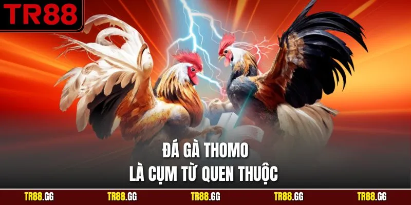 Đá Gà Thomo là cụm từ quen thuộc
