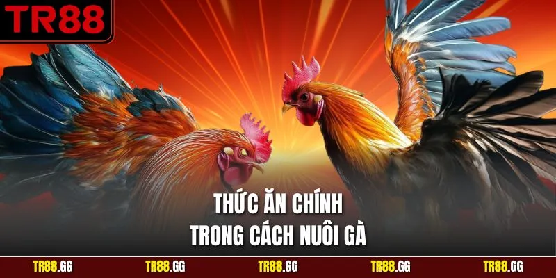 Thức ăn chính trong Cách Nuôi Gà